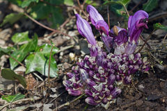 Lathraea clandestina