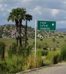 Borassus flabellifer