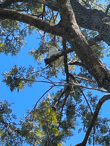 Little Corella