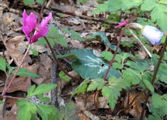 Cyclamen repandum