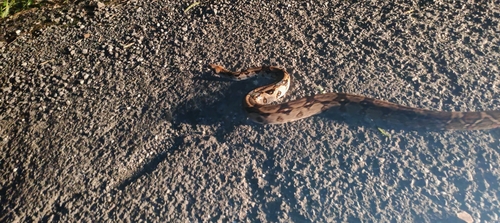 Central American Boa