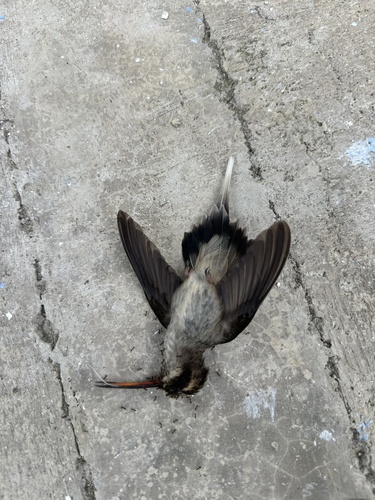 Pale-bellied Hermit (Phaethornis anthophilus), photo 6