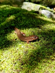 Desmognathus conanti