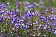 Collinsia grandiflora