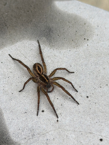Tigrosa annexa
