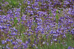 Collinsia grandiflora