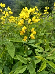 Thermopsis gracilis