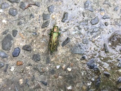 Nipponobuprestis amabilis