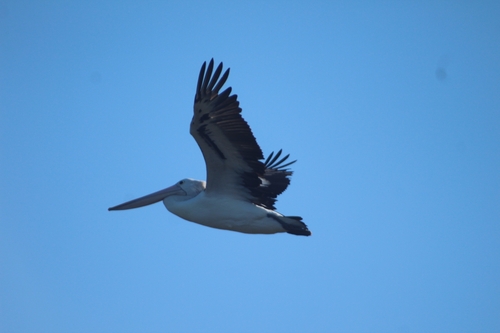 Australian Pelican