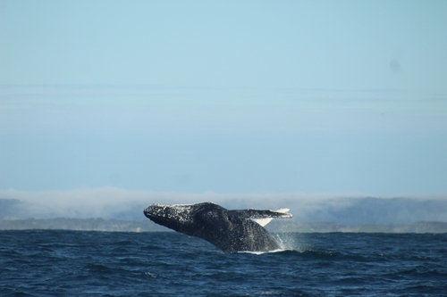 Humpback Whale