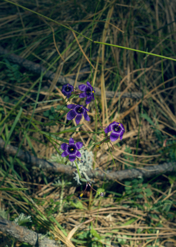 Sisyrinchium scabrum, photograph 3