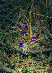 Sisyrinchium scabrum, photograph author not stated, no rights reserved
