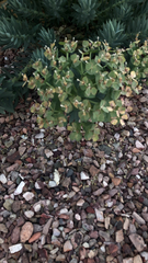 Myrsiniteae