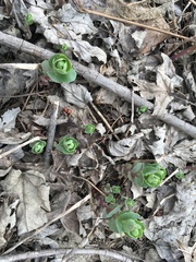 Hylotelephium telephium