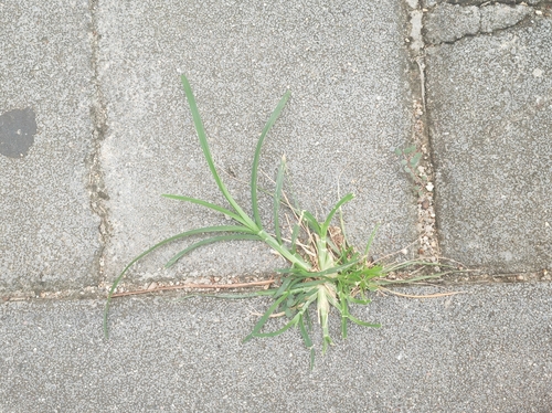 Goose Grass
