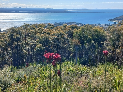 Doryanthes excelsa