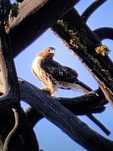 Red-tailed Hawk