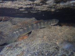 Stiphodon multisquamus