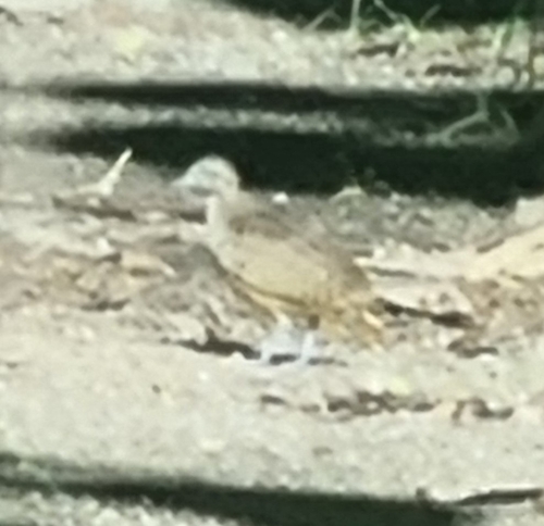 Barred Buttonquail