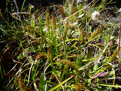 Carex edura