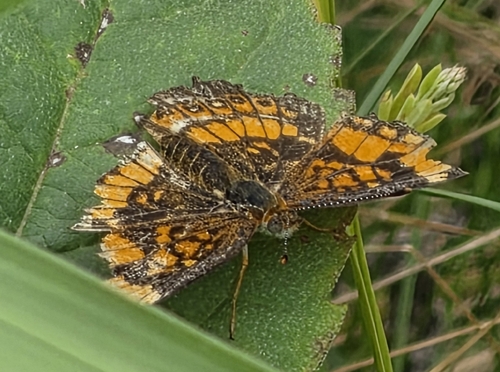 Silvery Checkerspot