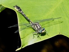 Hylogomphus apomyius