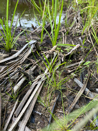 Eleocharis obtusa