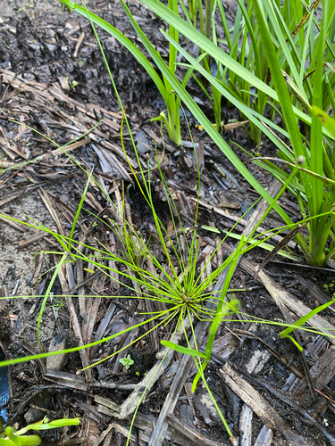 Eleocharis obtusa, photograph 2