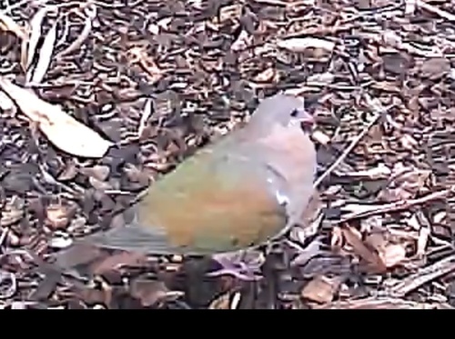 Pacific Emerald Dove