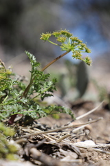 Tauschia parishii