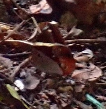 Tufted Jungle King
