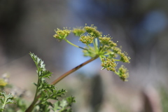 Tauschia parishii