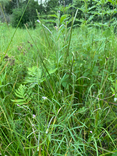 Epilobium leptophyllum, photograph 6