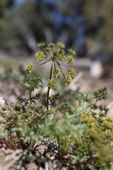 Tauschia parishii