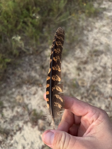 Chuck-will's-widow observed by codystricker