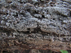 Botryobasidium conspersum