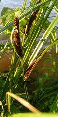 Carex acuta