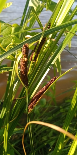 Carex acuta, photograph 2