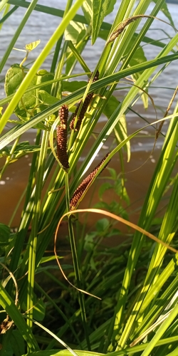 Carex acuta, photograph 3