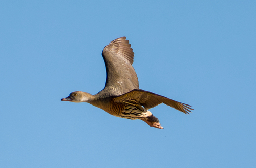 Plumed Whistling-Duck