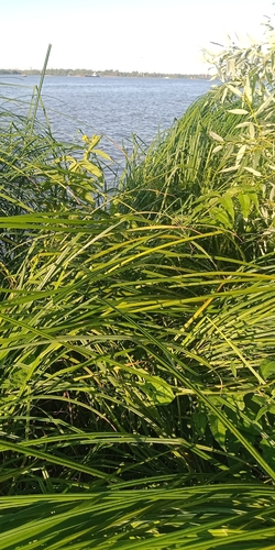 Carex acuta, photograph 4