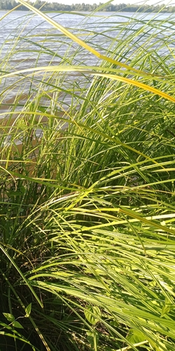 Carex acuta, photograph 5