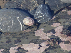 Pagurus hirsutiusculus
