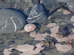 Pagurus hirsutiusculus