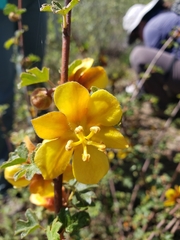 Fremontodendron decumbens