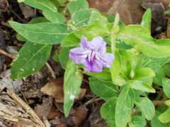 Ruellia repens