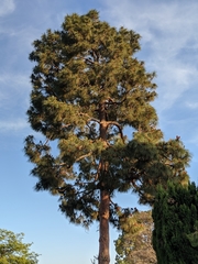 Pinus