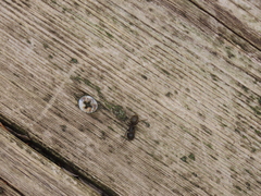 Camponotus pennsylvanicus