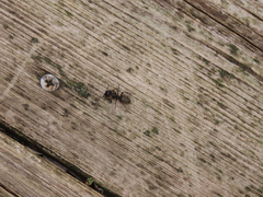 Camponotus pennsylvanicus