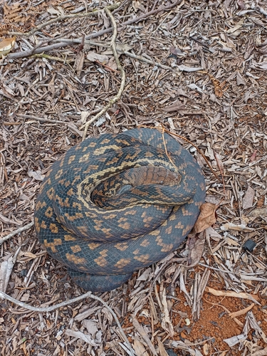 Australian Scrub Python